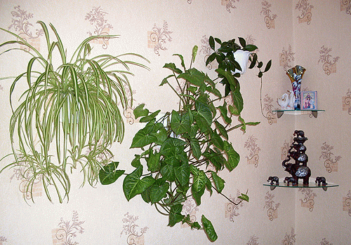Основные правила ухода за комнатными растениями