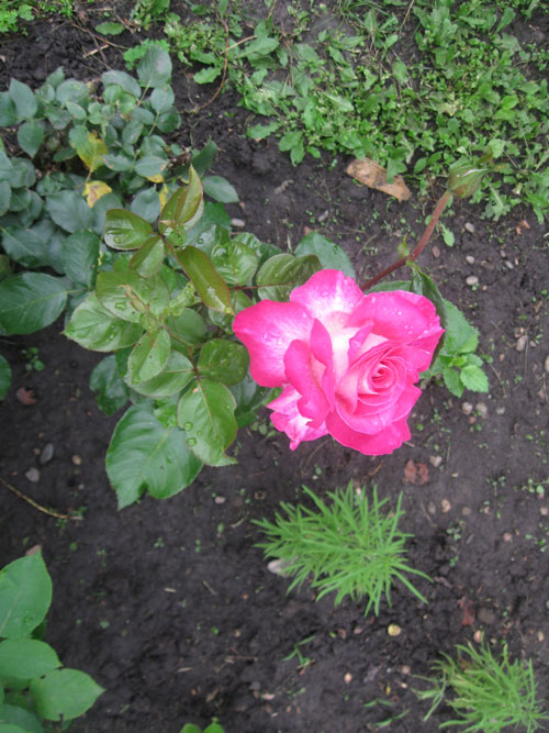 Розы — цветы, которые наполнят роскошью любой сад